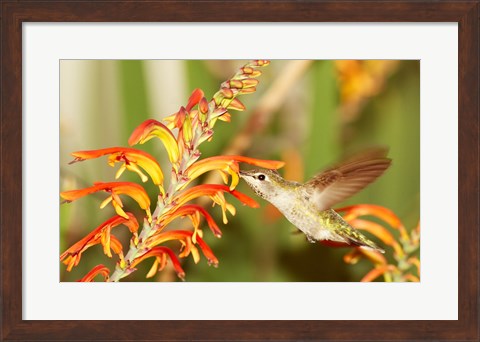 Framed Female Anna&#39;s Hummingbird Feeding Print