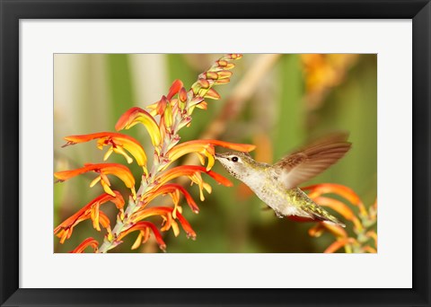 Framed Female Anna&#39;s Hummingbird Feeding Print