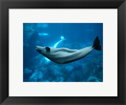 Framed Beluga Print