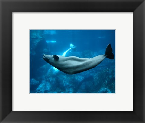 Framed Beluga Print