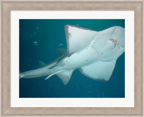 Framed Shark Overhead Print