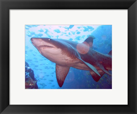 Framed Grey Nurse Shark at Fish Rock Cave Print