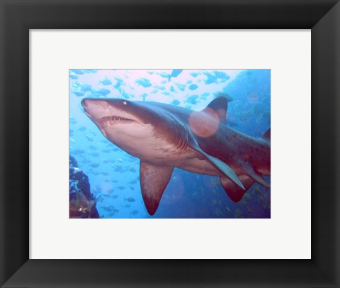 Framed Grey Nurse Shark at Fish Rock Cave Print