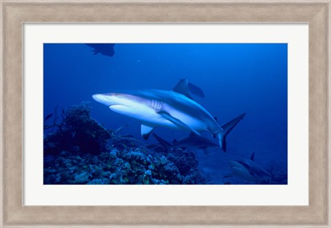 Framed Grey Shark Print