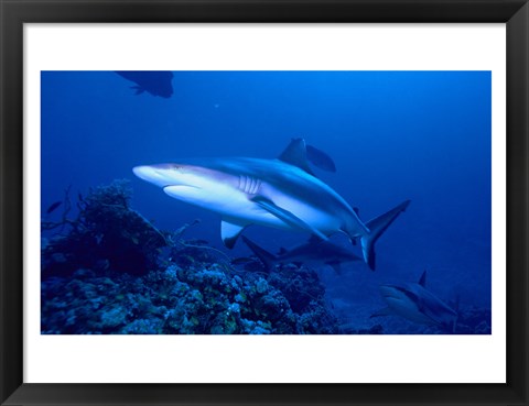 Framed Grey Shark Print