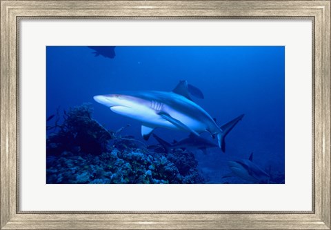 Framed Grey Shark Print