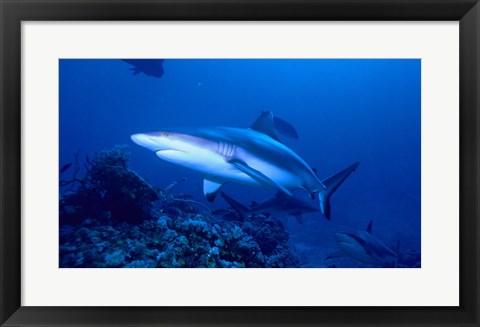 Framed Grey Shark Print