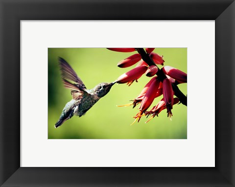 Framed Hummingbird Canon Print