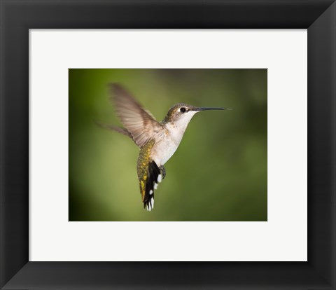 Framed Hummingbird Texas Print