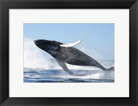 Framed Humpback Whale Jumping Print