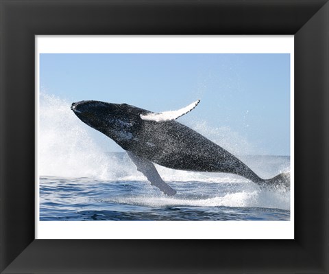 Framed Humpback Whale Jumping Print