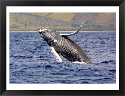 Framed Humpback Whale Leaping Print