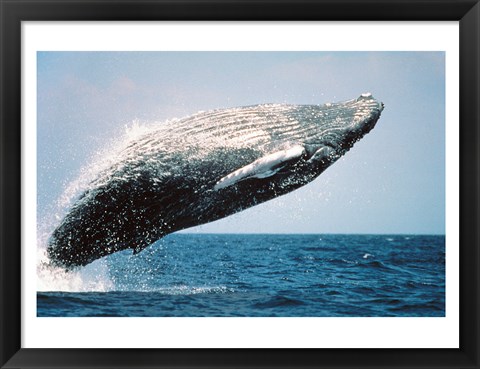 Framed Humpback Whale Breaching Print