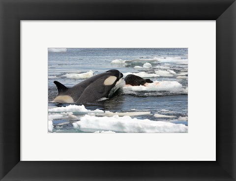 Framed Killer Whale Type B Print