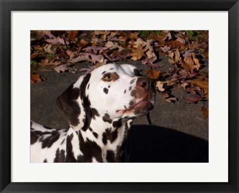 Framed Dalmatian Print