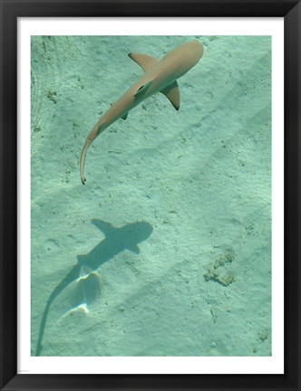 Framed Maldives Blacktip Reef Shark, Carcharhinus Melanopterus Print