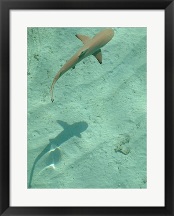 Framed Maldives Blacktip Reef Shark, Carcharhinus Melanopterus Print