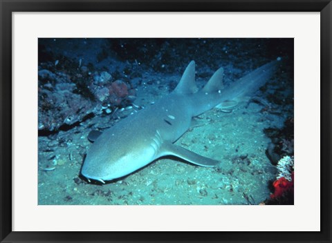 Framed Nurse Shark Print