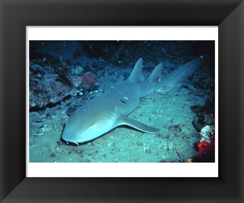 Framed Nurse Shark Print