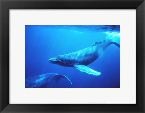 Framed Humpback whales in the singing position Print