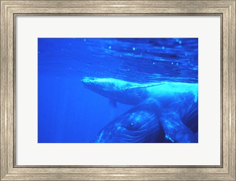 Framed Humpback whale mother and calf Print