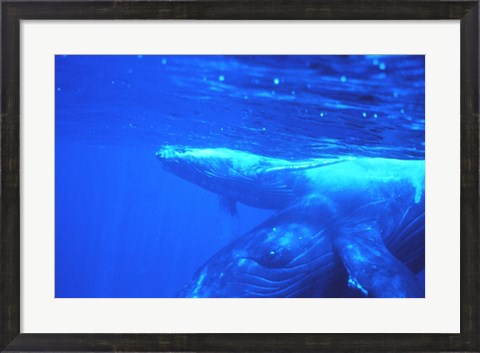 Framed Humpback whale mother and calf Print