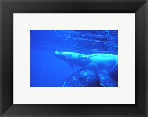 Framed Humpback whale mother and calf Print