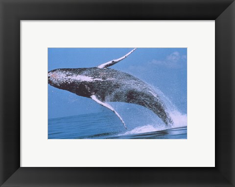 Framed Humpback whale breaching Print