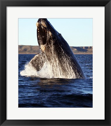 Framed Southern right whale Print