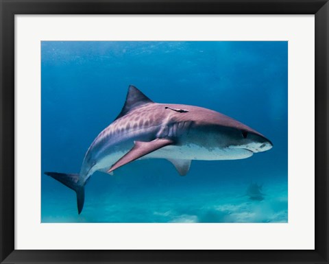 Framed Tiger Shark Print