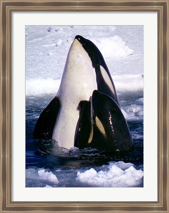 Framed Type C Orcas Print