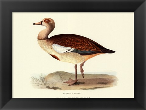 Framed Egyptian Goose Print