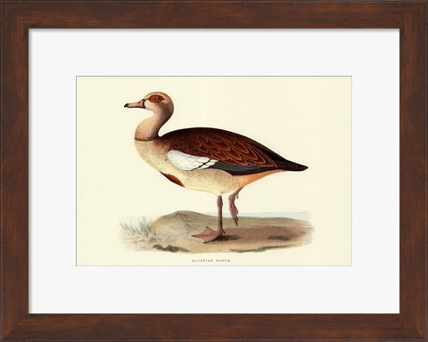 Framed Egyptian Goose Print