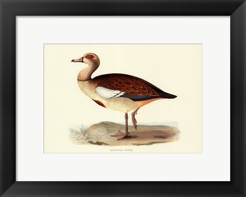 Framed Egyptian Goose Print