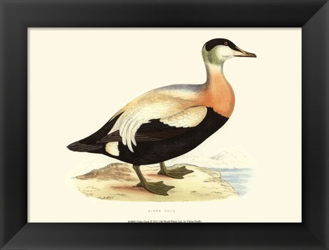 Framed Eider Duck Print