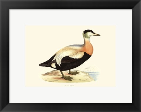 Framed Eider Duck Print