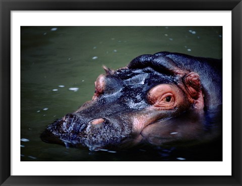 Framed Close-up of a hippopotamus in water (Hippopotamus amphibius) Print