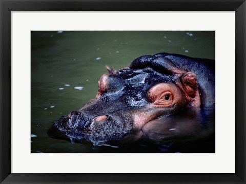 Framed Close-up of a hippopotamus in water (Hippopotamus amphibius) Print