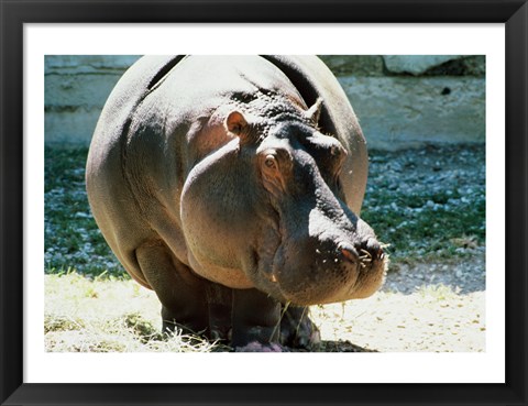 Framed Close-up of a Hippopotamus Print