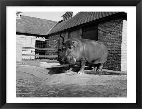 Framed USA, Louisiana, New Orleans, Hippopotamus in zoo Print