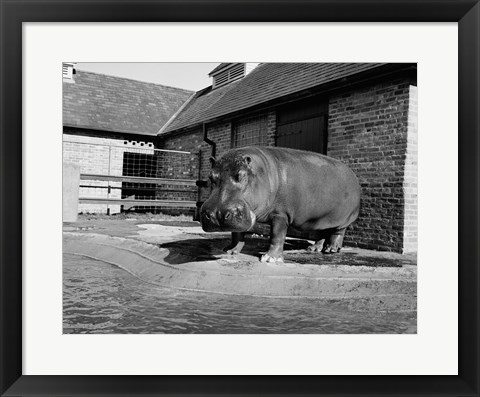 Framed USA, Louisiana, New Orleans, Hippopotamus in zoo Print