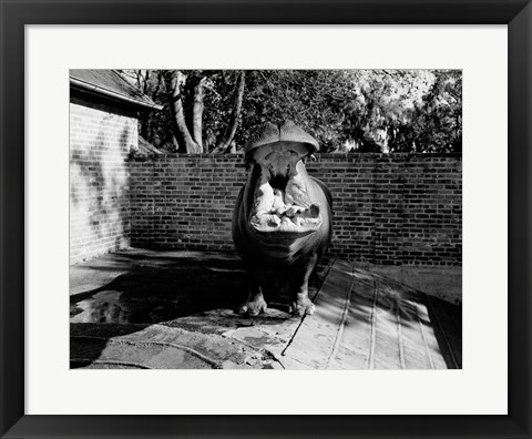 Framed USA, Louisiana, New Orleans, Hippopotamus in zoo yawning Print