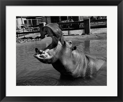 Framed USA, Louisiana, New Orleans, Hippopotamus in zoo Print