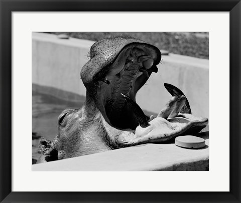 Framed Hippopotamus (Hippopotamus amphibius) in pool Print