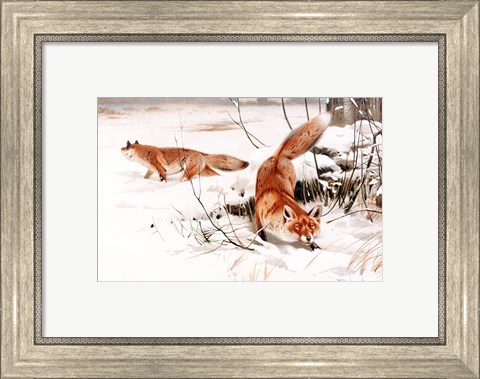 Framed Common Foxes in the Snow Print