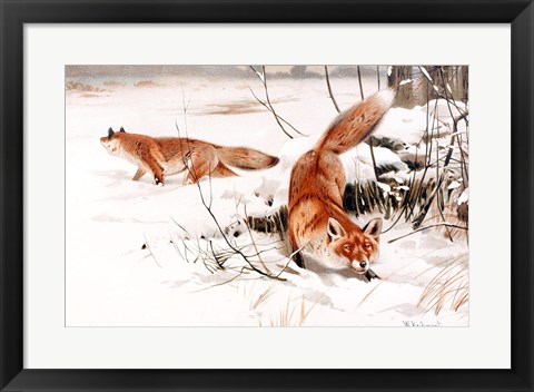 Framed Common Foxes in the Snow Print