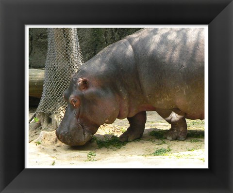 Framed Face Hippopotamus Amphibius Mexico Print