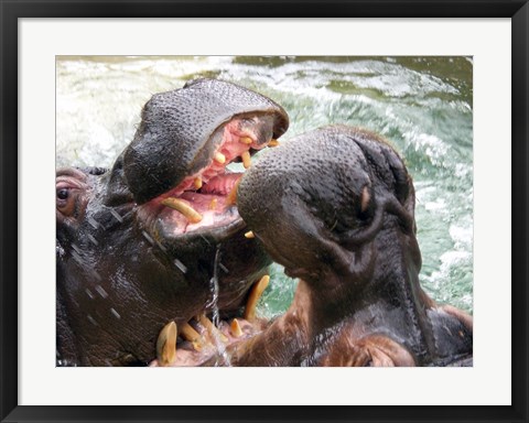 Framed Hippopotamus at Barcelona Zoo Print