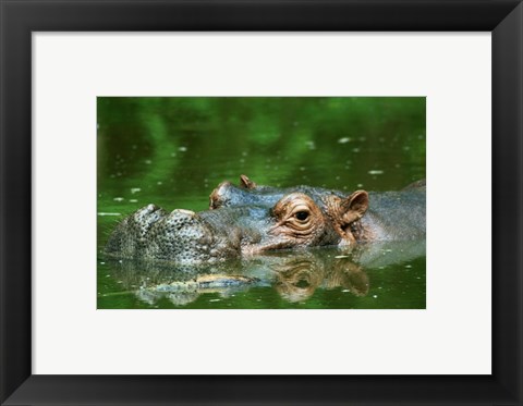 Framed Hippopotamus Surfacing Print