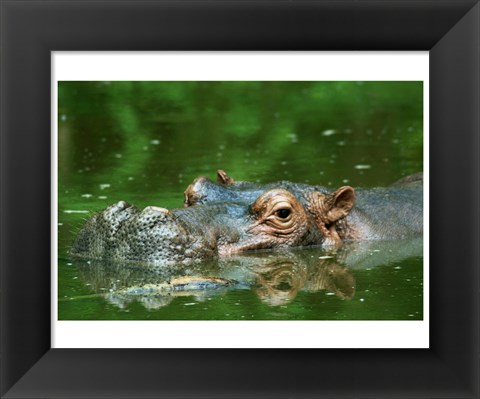 Framed Hippopotamus Surfacing Print